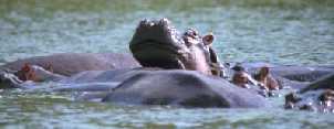 Hippo Basking