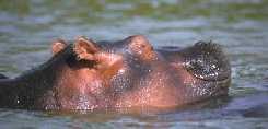 Hippo Smirking