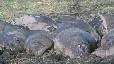Hippos