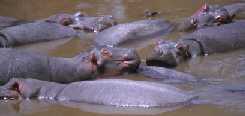 Hippos Snoozing