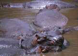 Hippos Wallowing