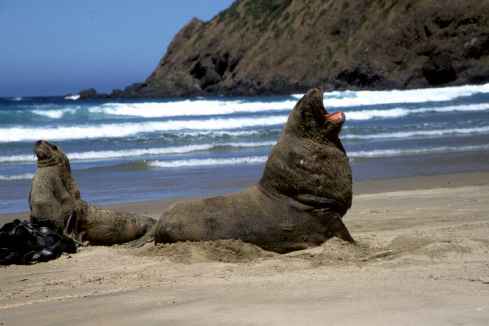 Hooker Fur Seal