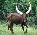 Horny Cow