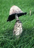 Mushroom