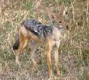 Jackal