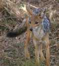 Jackal 2
