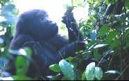Juvenile Gorilla