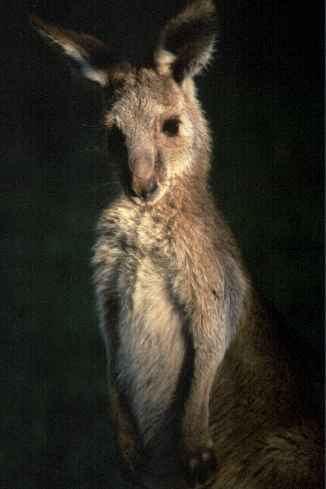 Kangaroo Portrait
