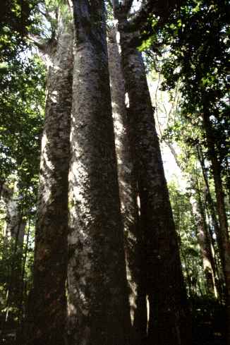 Kauri Trees