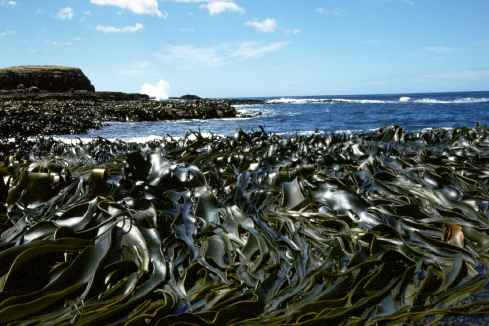 Kelp