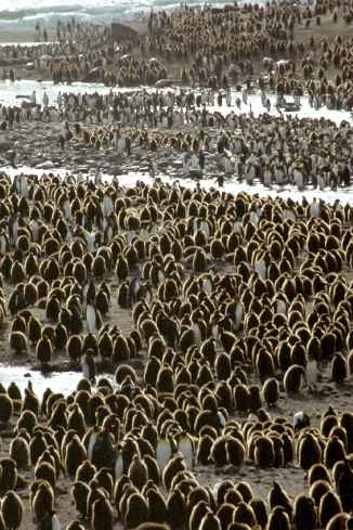King Penguin Colony