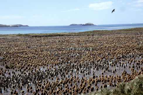 King Penguin Colony