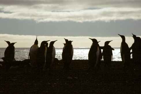 King Penguin Sillouette