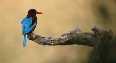 Kingfisher
