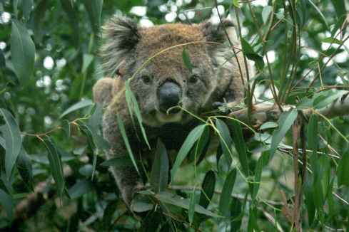 Koala Crawling
