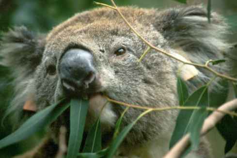 Koala Eating