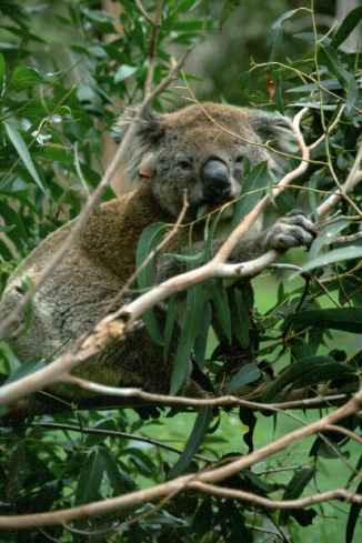 Koala Lazing