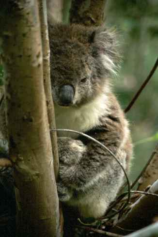 Koala Sleeping