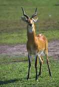 Kob