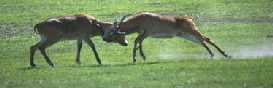 Kob Fighting