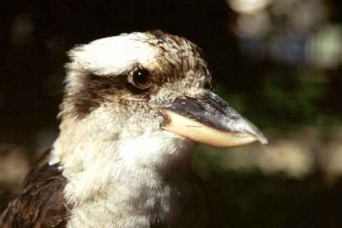 Kookuburra CloseUp