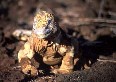 Land Iguana
