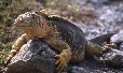 Land Iguana