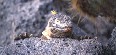 Land Iguana