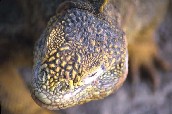Land Iguana