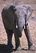 Large Elephant