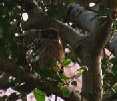 Large Owl