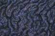 Lava