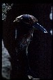 Lava Heron