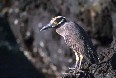 Lava Heron