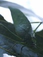 Leaf Insect