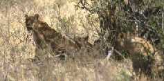 Lion Family