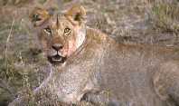 Maasai Mara - Predators