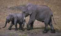 Little Elephants