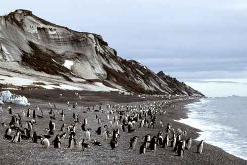 Livingstone Island Beach
