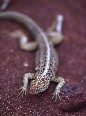 Lizard