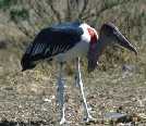 Maribou Stork