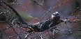 Marine Iguana