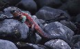 Marine Iguana