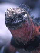 Marine Iguana