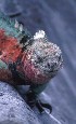 Marine Iguana