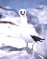 Masked Booby