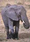 Mother Elephant