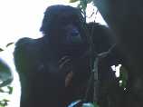 Mother Gorilla