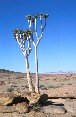 Namib Desert