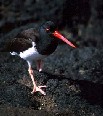 Oystercatcher